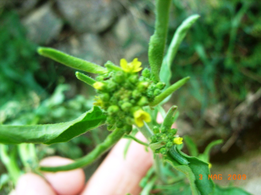 Sisymbrium cfr. officinale